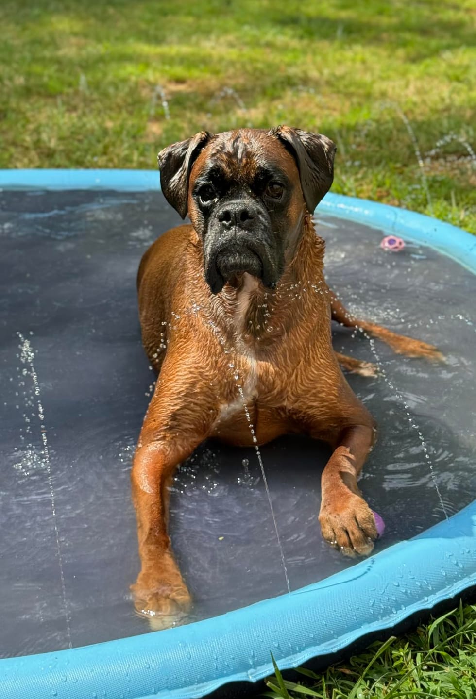 Customer photo review of Splash Cooling Dog Splash Pad