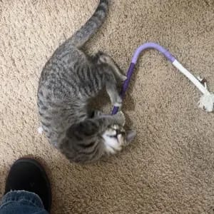 Customer photo review of Cat Chew Rope Toys for Teeth Cleaning