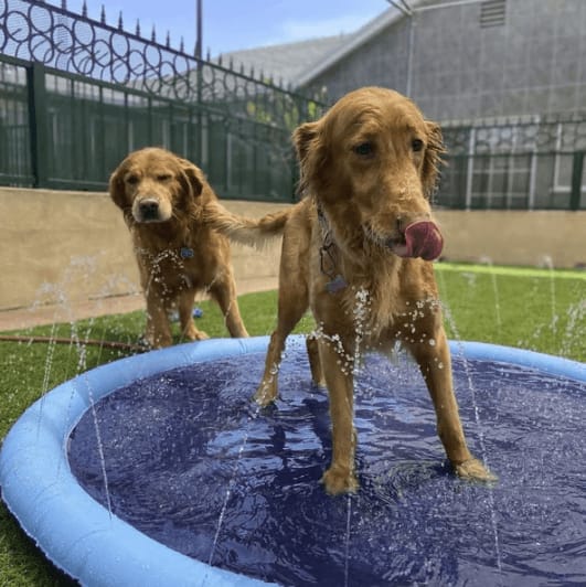 Customer photo review of Splash Cooling Dog Splash Pad