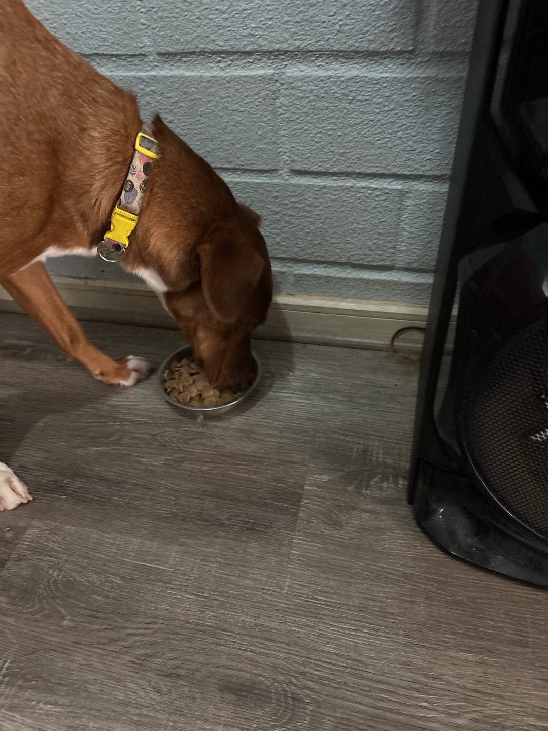 Customer photo review of Vaso Medidor PetFamily