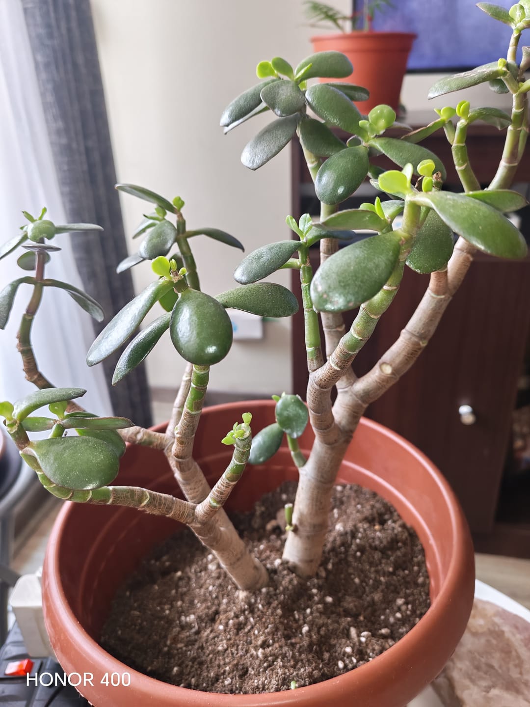 Customer photo review of Sustrato Premium Cactus y Suculentas - máximo drenaje