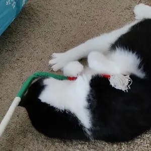 Customer photo review of Cat Chew Rope Toys for Teeth Cleaning