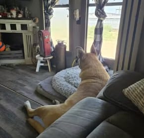 Customer photo review of Deshedding Brush for Dogs & Cats