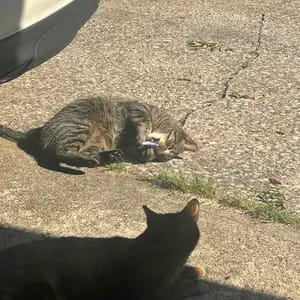 Customer photo review of Electric Realistic Flopping Fish Cat Toys - 3 Pack