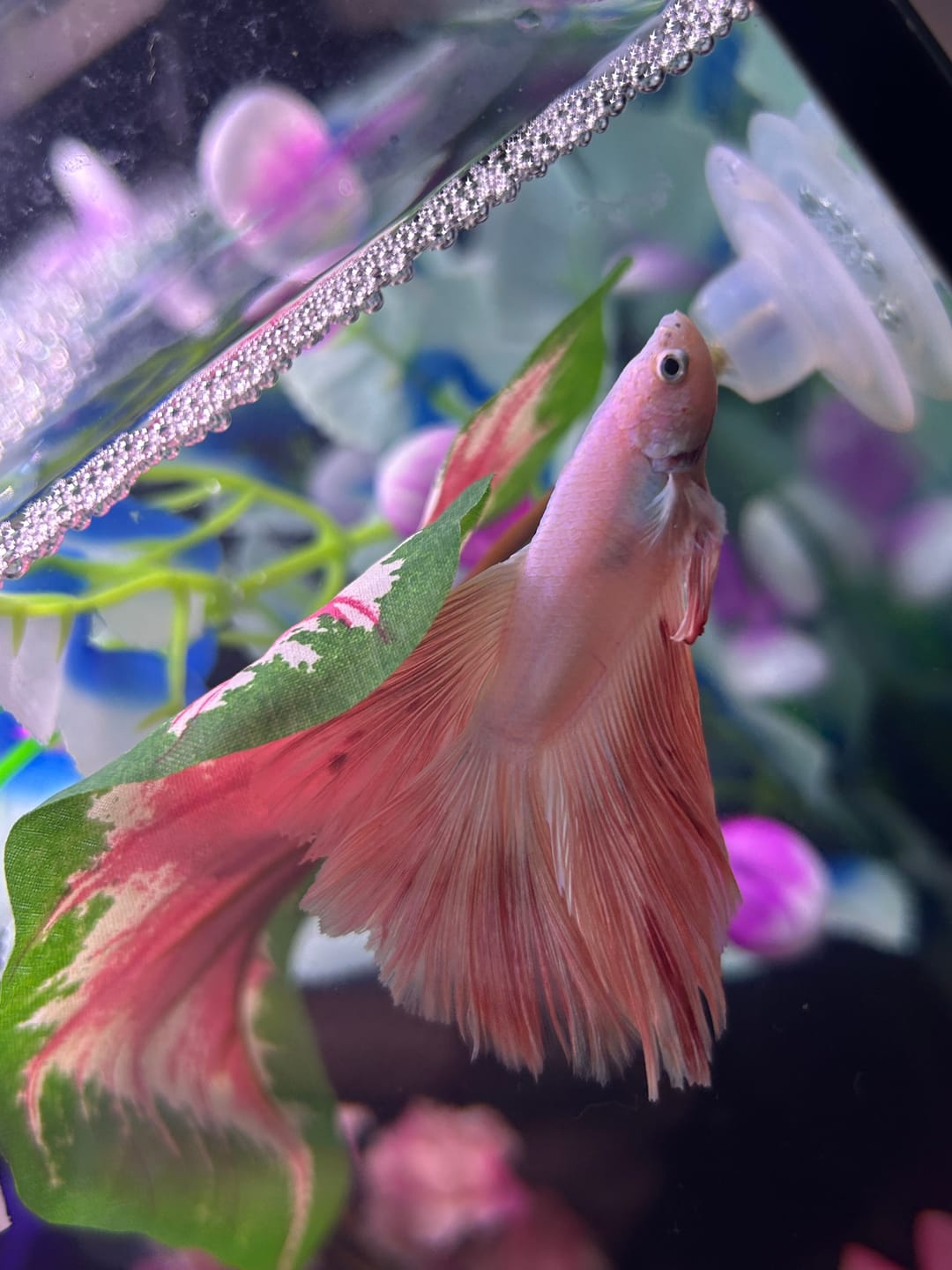 Customer photo review of Pink Halfmoon Male Betta Fish | You Pick Fish | Order Directly From Farm