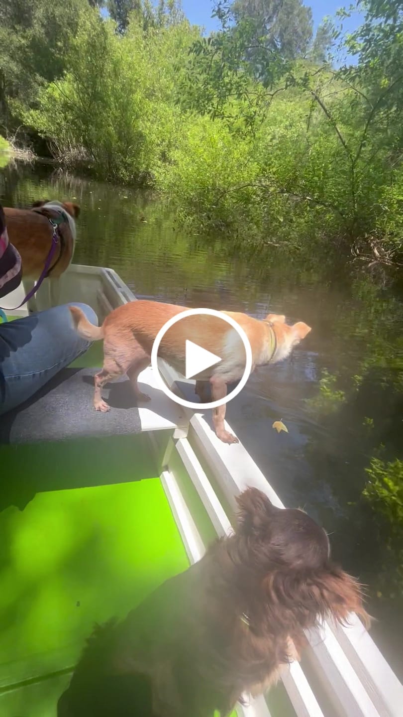 Customer video review of NexGard for Dogs - Powerful Monthly Protection Against Fleas & Ticks