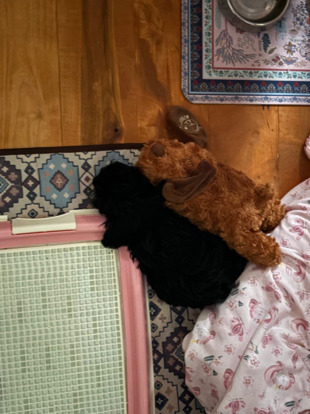 Customer photo review of Little Calming Buddy