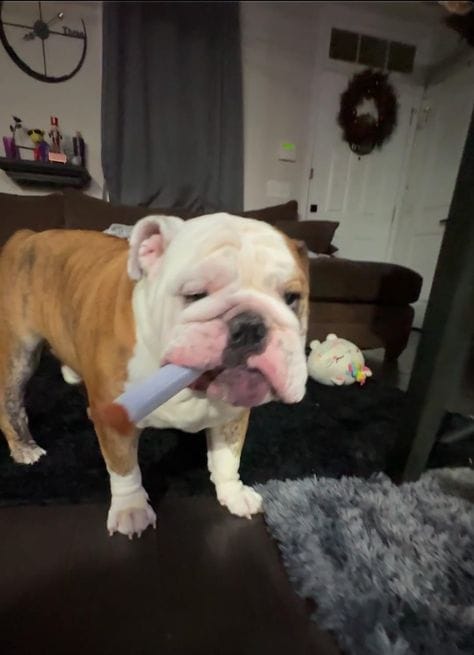 Customer photo review of Funny Cigarette-Shaped Dog Toy