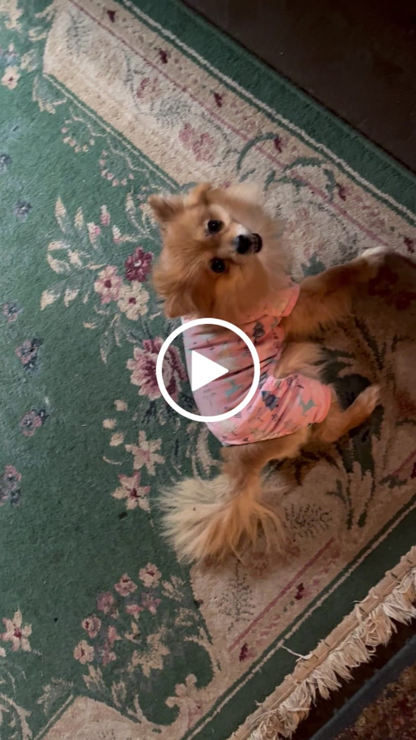 Customer video review of Fresh Breathies Dental Health Chews