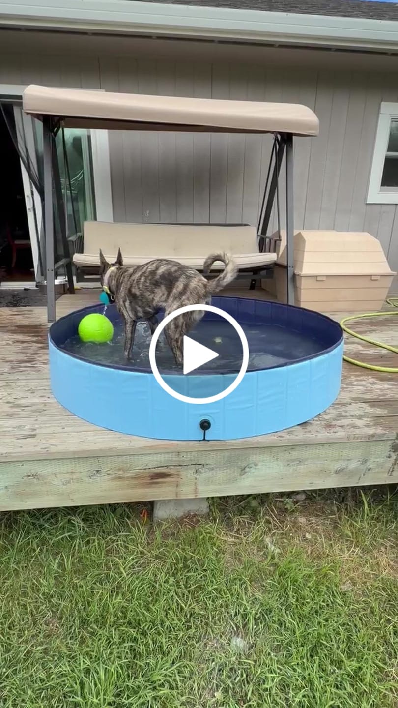 Customer video review of Team K9® Foldable Dog Pool