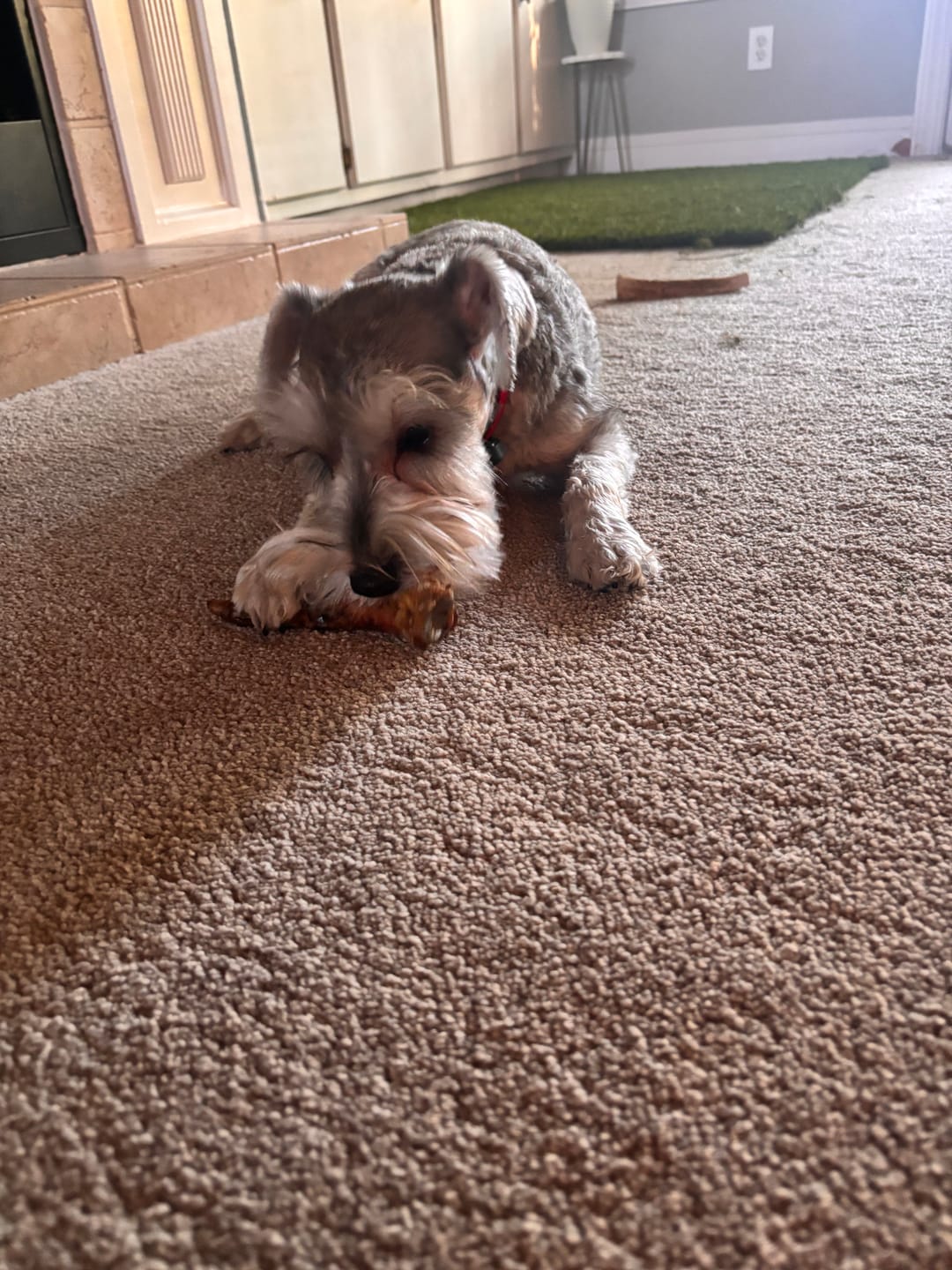 Customer photo review of Ostrich Runner (5" x 1.5"): The Flavorful & Long-Lasting Chew for Small to Medium Dogs - 2 Pieces