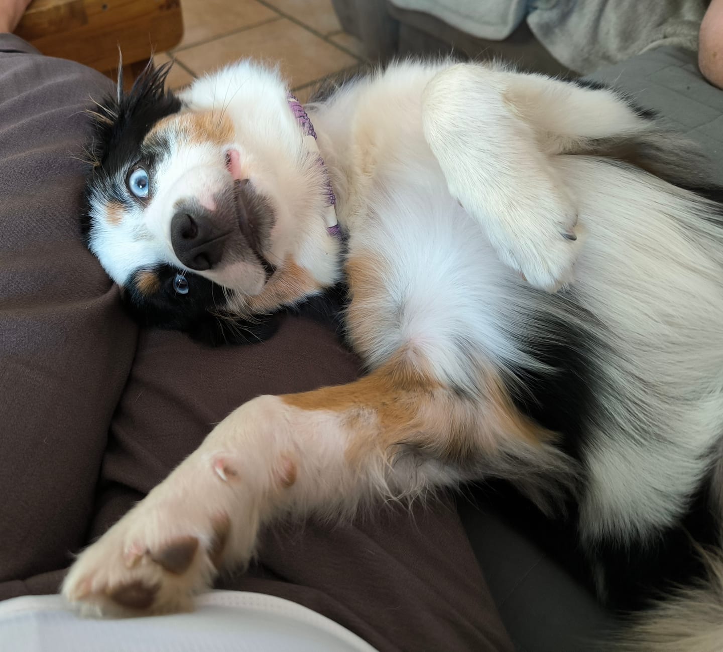 Customer photo review of Shampoing Sans Rinçage - Apaisant pour chien 🏔️