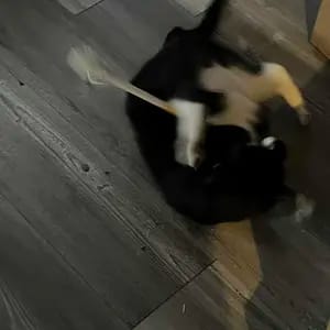 Customer photo review of Cat Chew Rope Toys for Teeth Cleaning