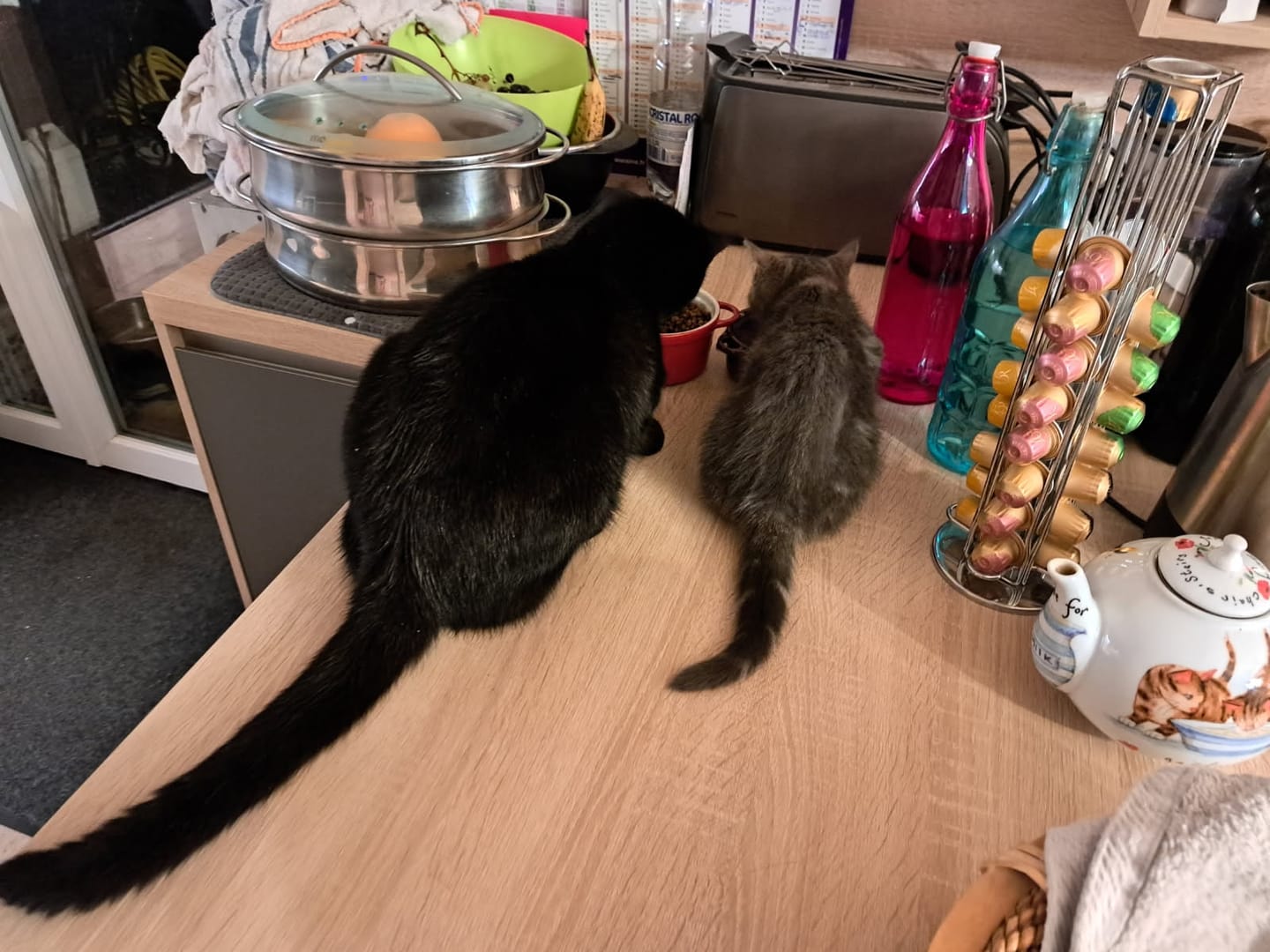Customer photo review of Multipack d'effilés (Chat stérilisé et Chat adulte)