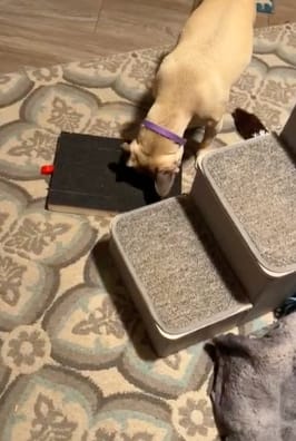 Customer photo review of Dog Nail Scratch Board with Treat Box – Stress Free Nail Filing for Dogs