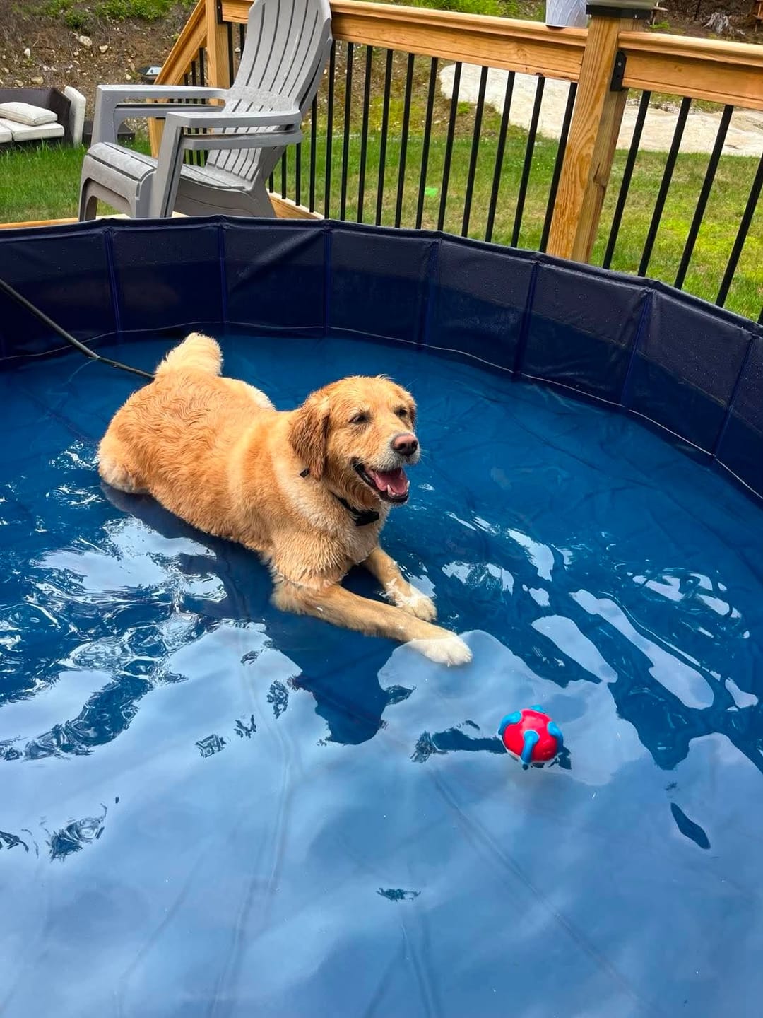 Customer photo review of Team K9® Foldable Dog Pool