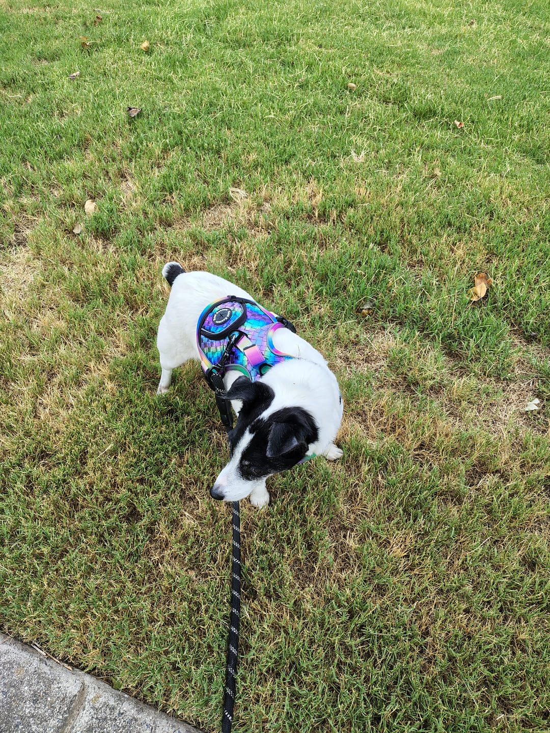 Customer photo review of Mystical Haze - Adventure Leather Harness