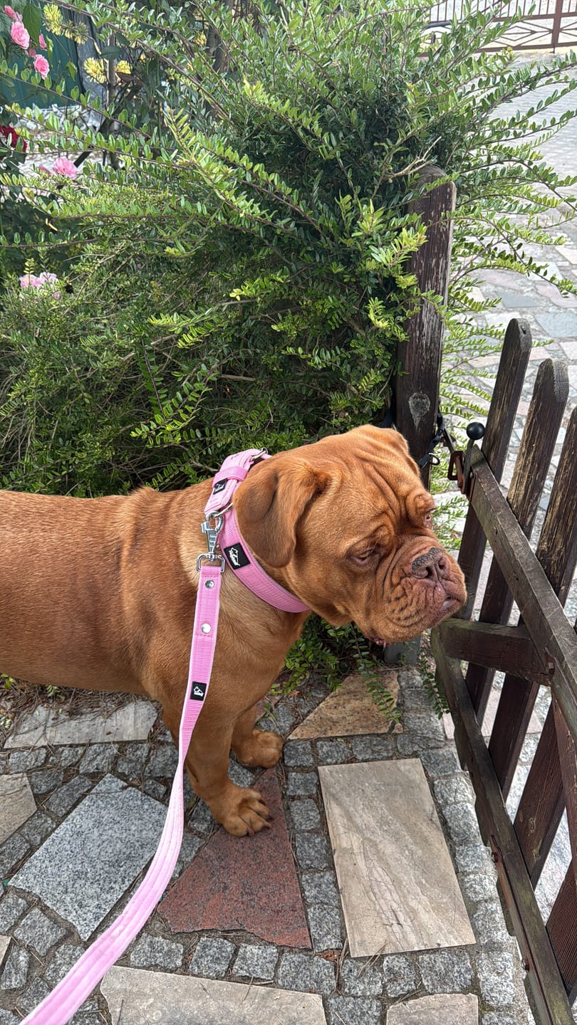 Customer photo review of Active obroża i smycz - Active Set Baby Pink