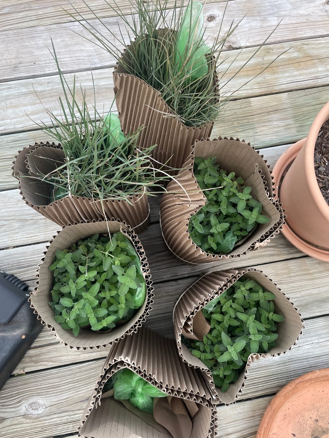 Customer photo review of Catmint 'Walkers Low'