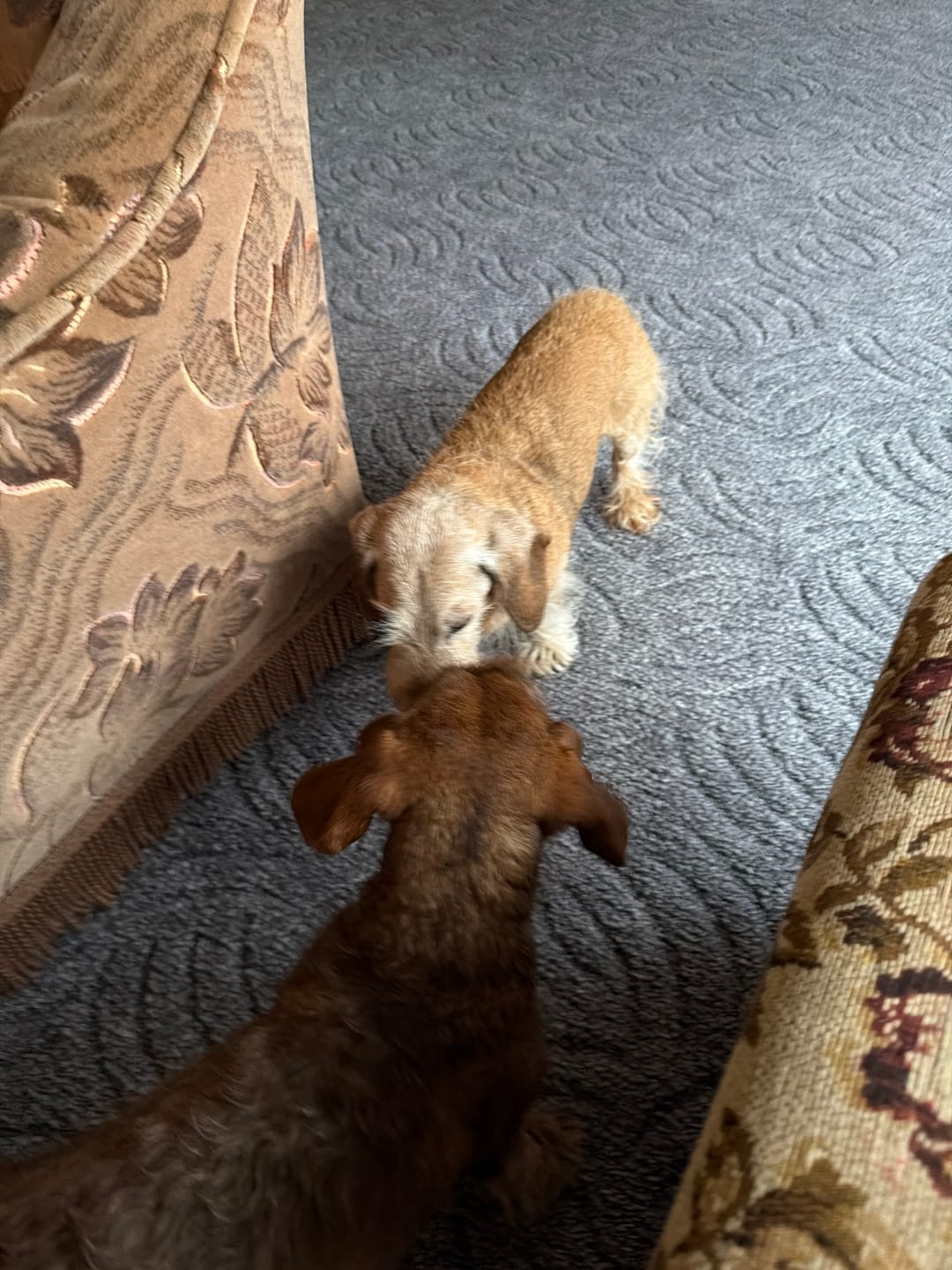 Customer photo review of Wohlfühltabs für Hunde bei Stress, Angst, Unruhe und Hyperaktivität