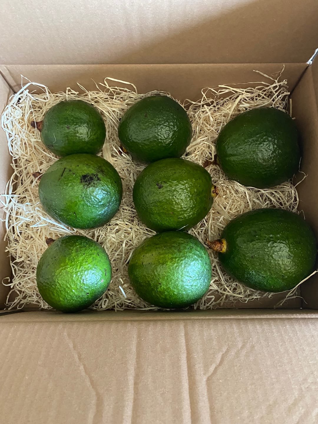 Customer photo review of Avocado Margarida (Stk. ca. 500g)