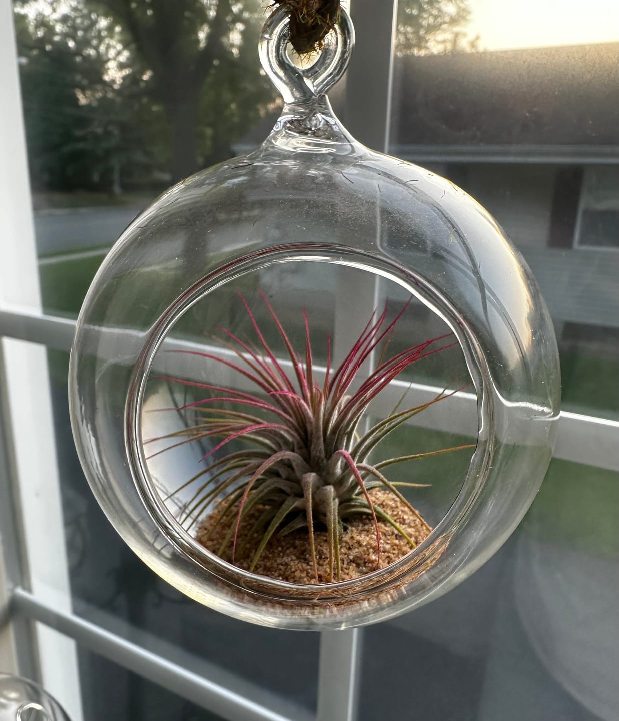 Customer photo review of *6 Pack* Premium Air Plants Mix  *Cannot Be Shipped Internationally*