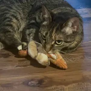 Customer photo review of Electric Realistic Flopping Fish Cat Toys - 3 Pack