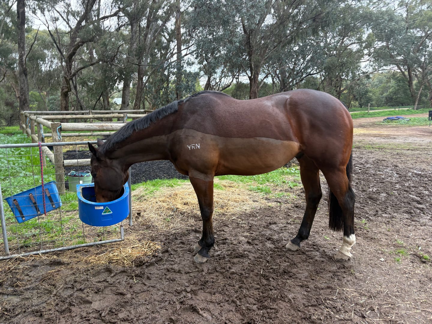 Customer photo review of Ulcer Armour+