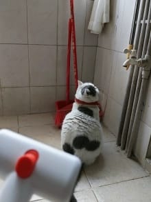 Customer photo review of 2-in-1 Pet Grooming Brush for Dogs & Cats