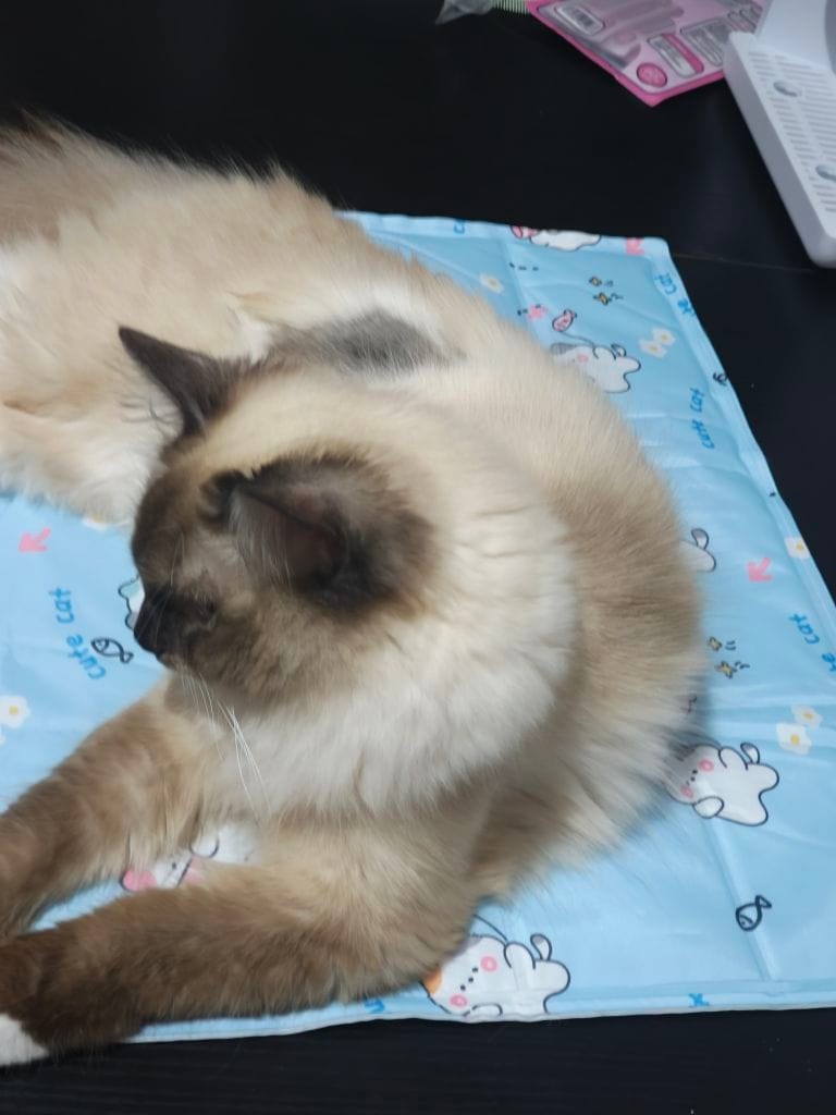 Customer photo review of Self-Cooling Pet Mat for Dogs & Cats