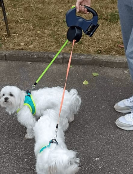 Customer photo review of Tangle-Free Two-in-One Retractable Dog Leash