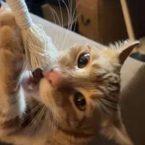 Customer photo review of Cat Chew Rope Toys for Teeth Cleaning