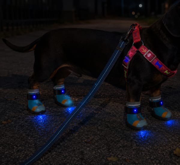 Customer photo review of glowpaws: LED boots for dogs