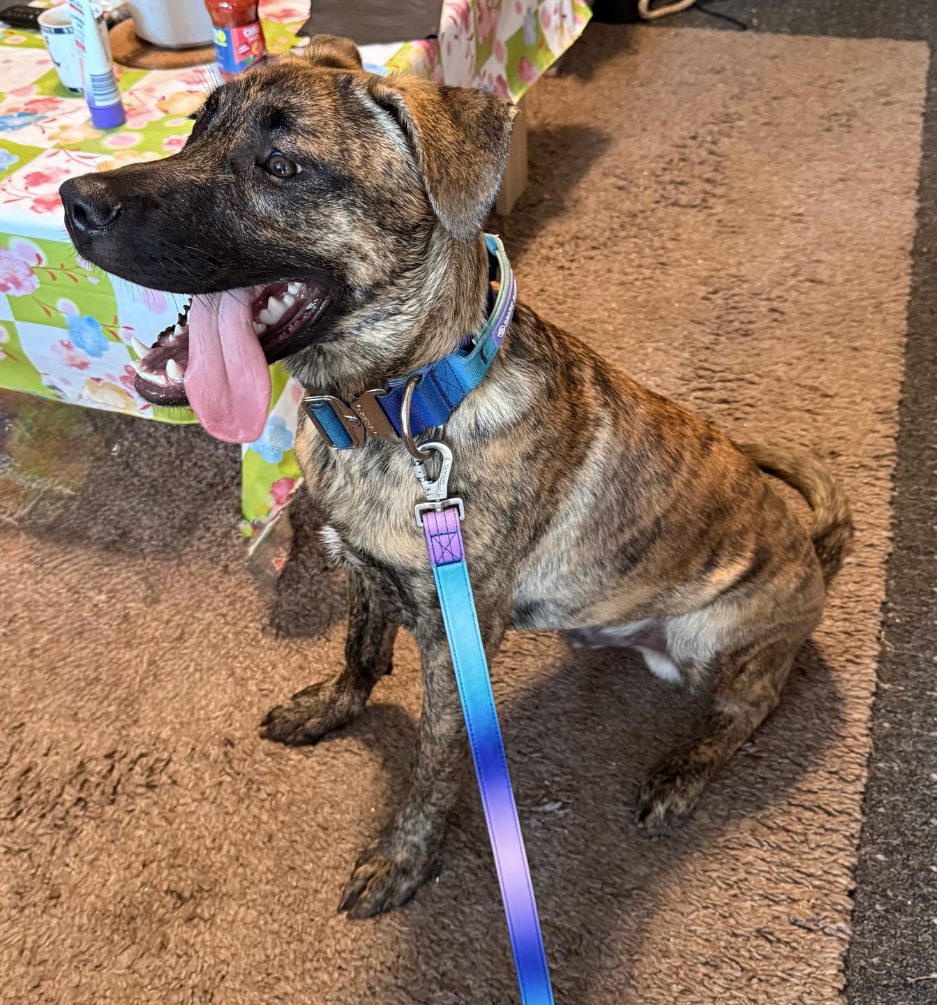 Customer photo review of Leash and Poop Bag Holder Set