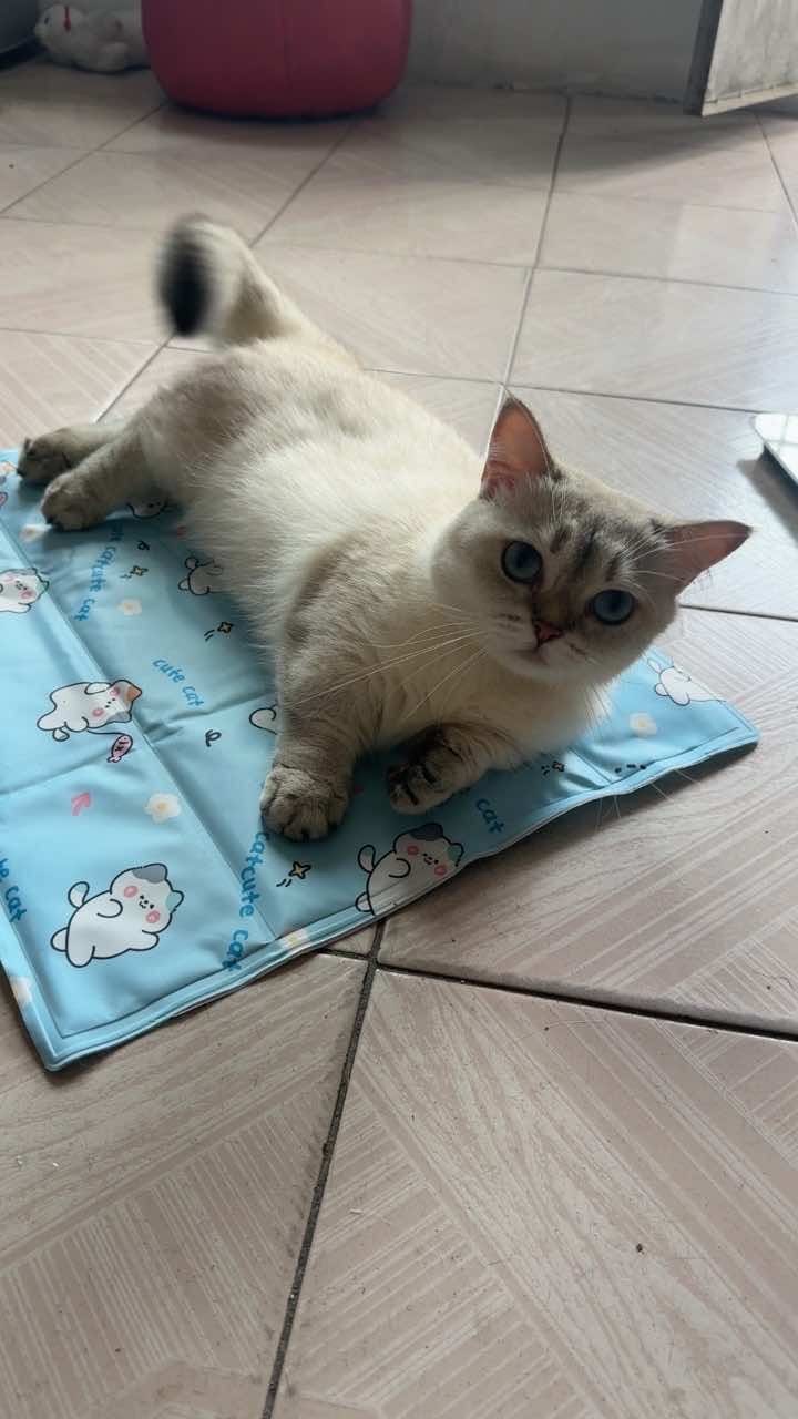 Customer photo review of Self-Cooling Pet Mat for Dogs & Cats