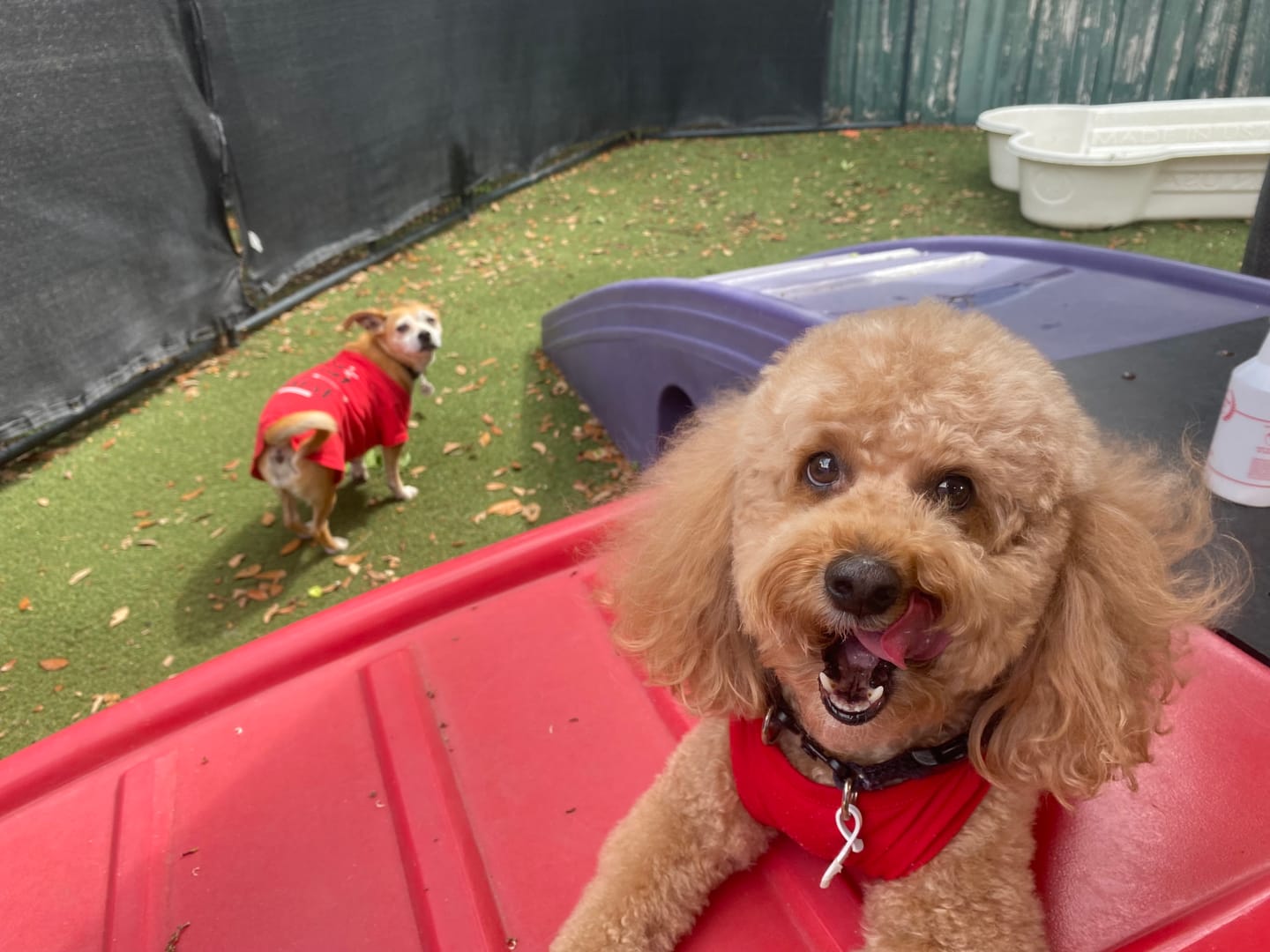 Customer photo review of Royal Pawst Membership