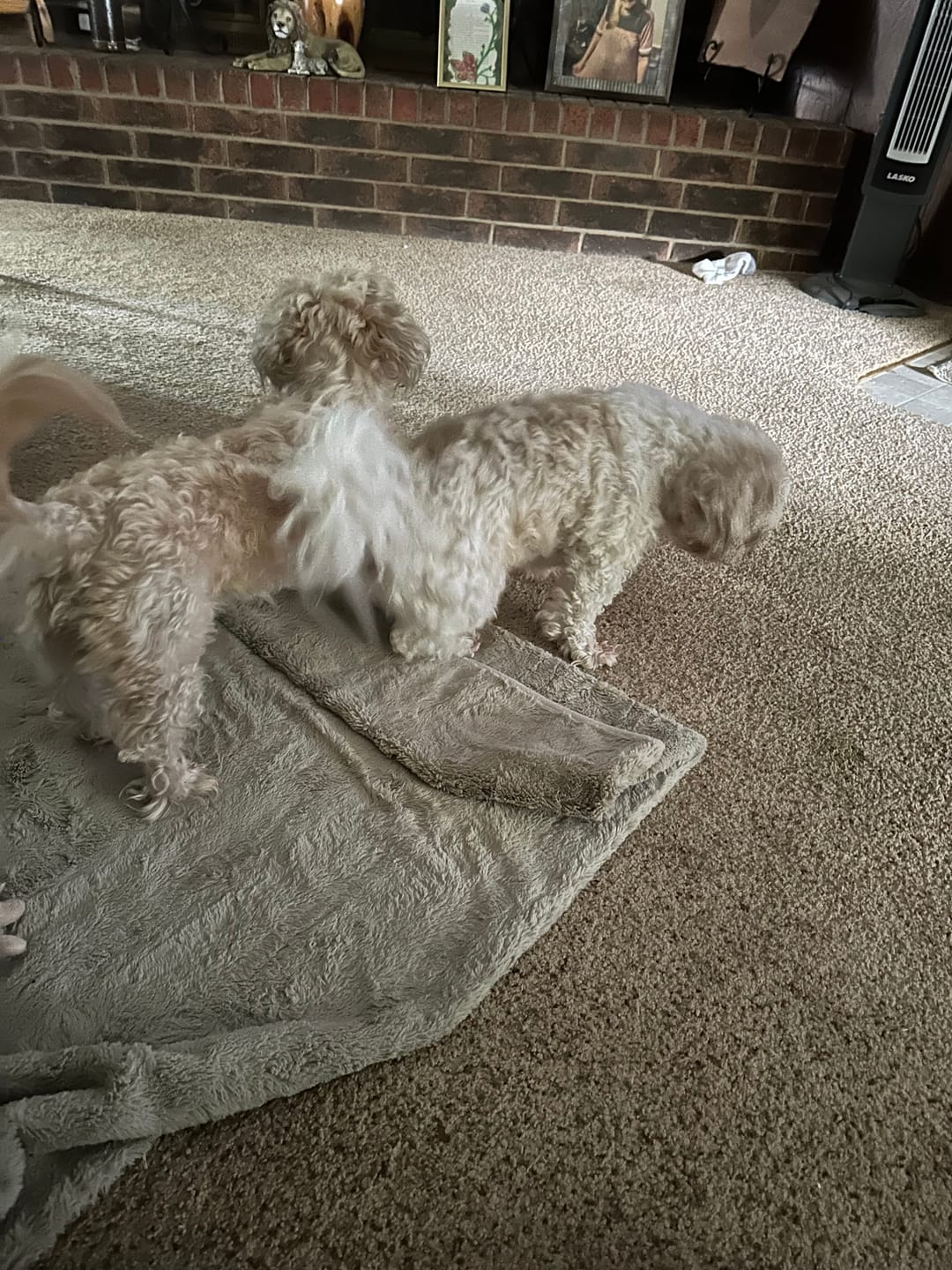 Customer photo review of NexGard for Dogs - Powerful Monthly Protection Against Fleas & Ticks