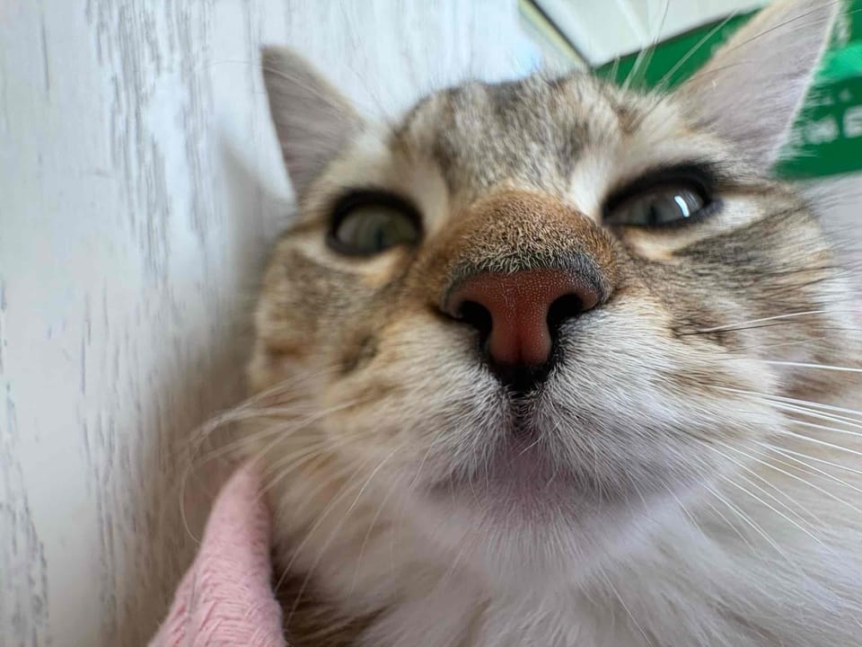 Customer photo review of Self-Cooling Pet Mat for Dogs & Cats