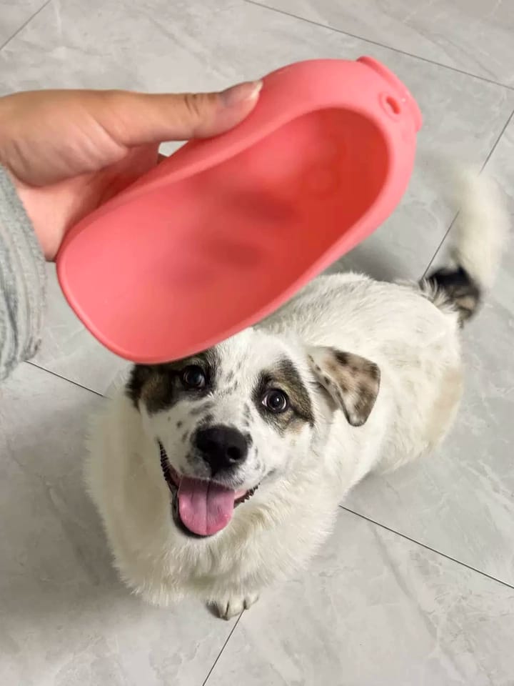 Customer photo review of Portable Dog Water Bottle – Hydration Anywhere