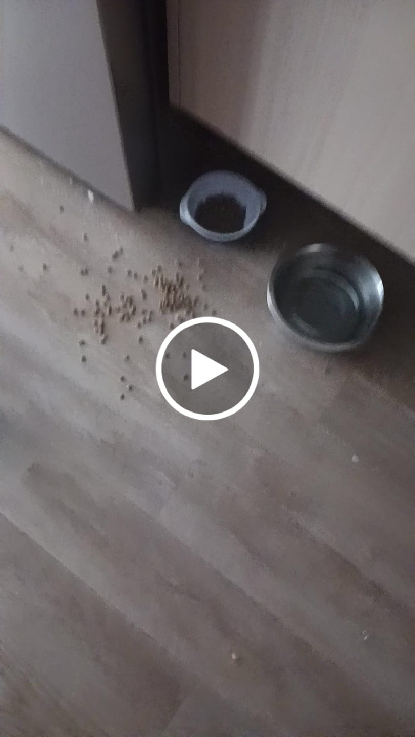 Customer video review of Farmed Insects formulas / Adult & Puppy