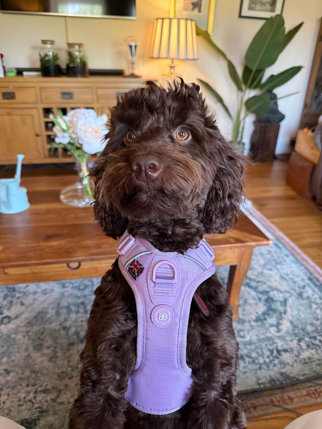 Customer photo review of Anti Pull Hurricane Harness Lighter | With Handle - Lavender X Ube