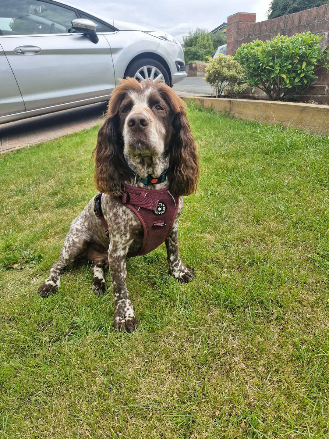 Customer photo review of Trail & Glow® Dog Harness - Mulberry Tweed