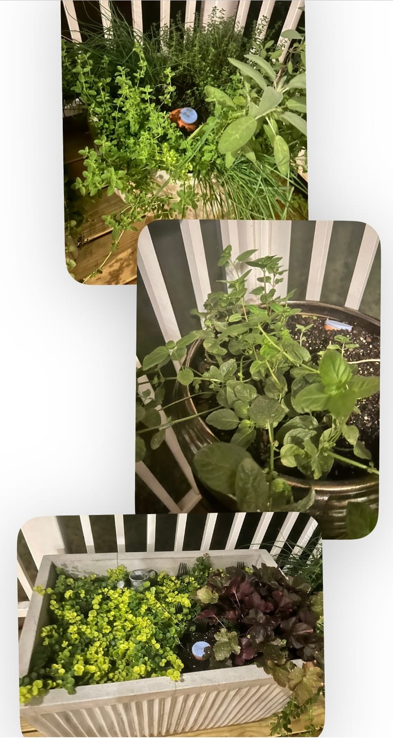 Customer photo review of Oya™ Watering Spike