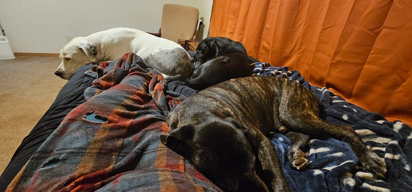 Customer photo review of Full Spectrum Pet CBD Oil 1200mg