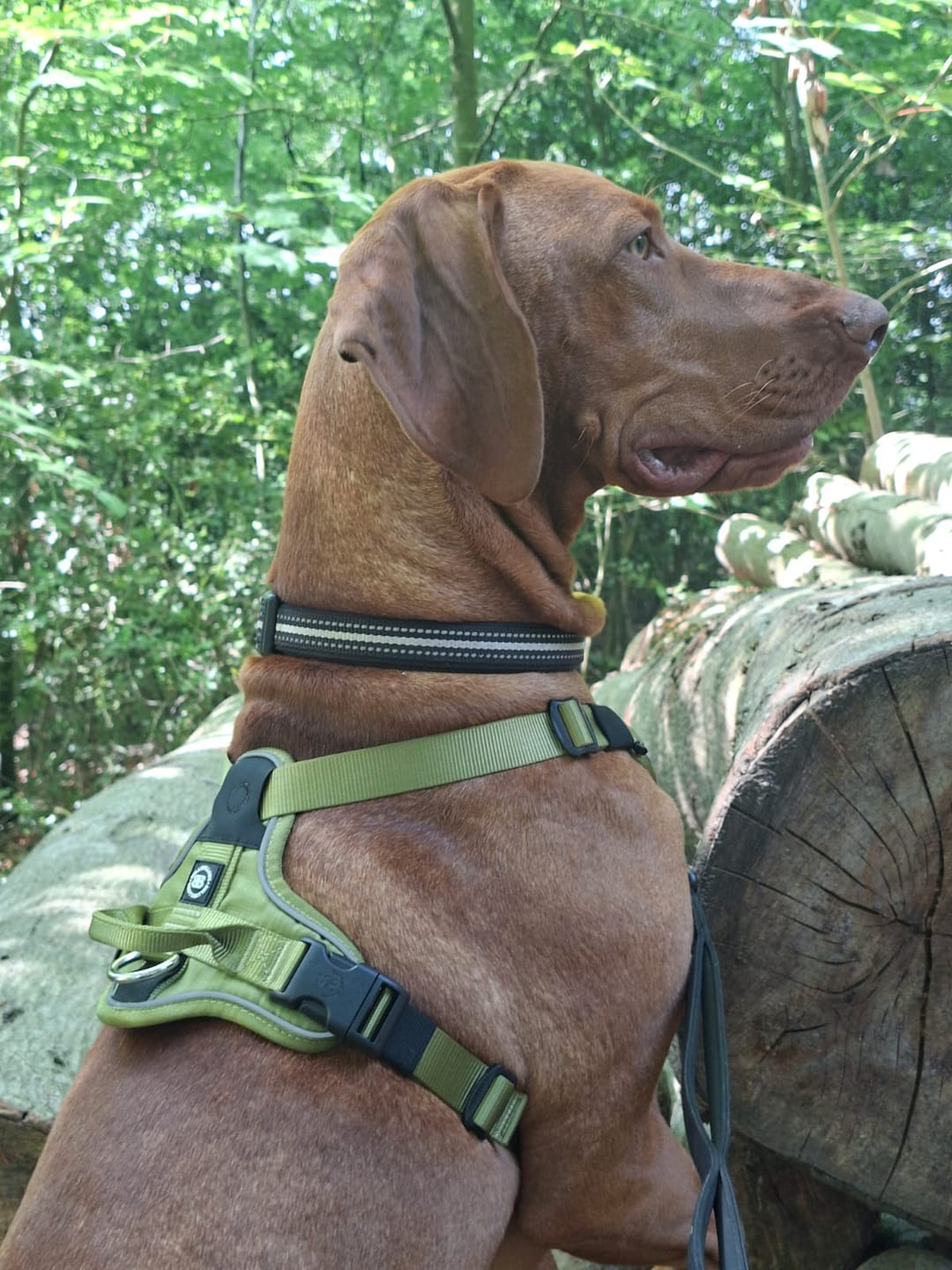 Customer photo review of Anti Pull Hurricane Harness Lighter | With Handle - Olive Green