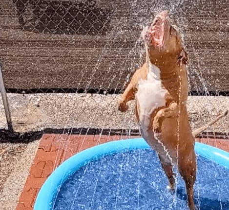 Customer photo review of Splash Cooling Dog Splash Pad