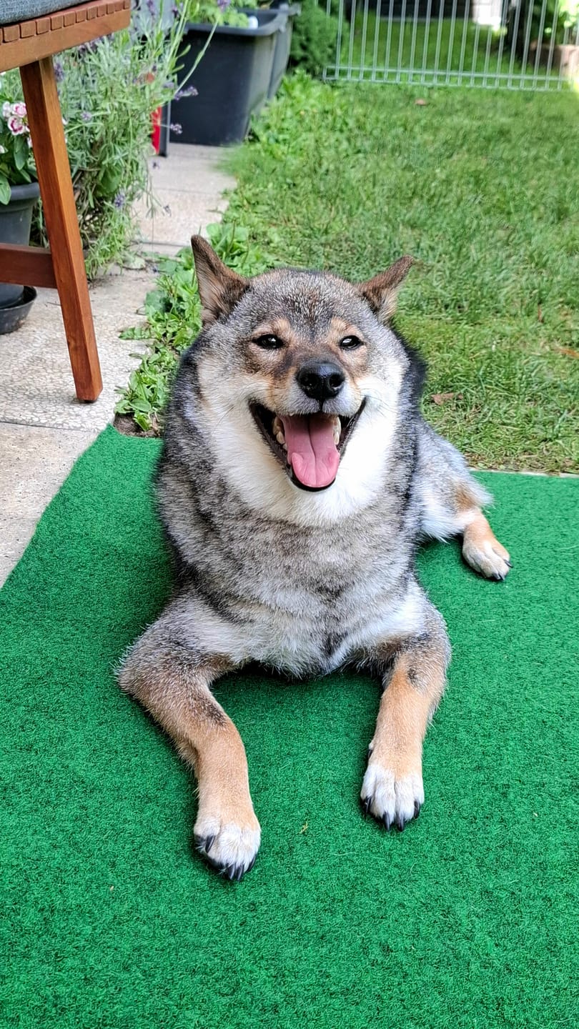 Customer photo review of Dentalspray bei Zahnstein für Hunde und Katzen