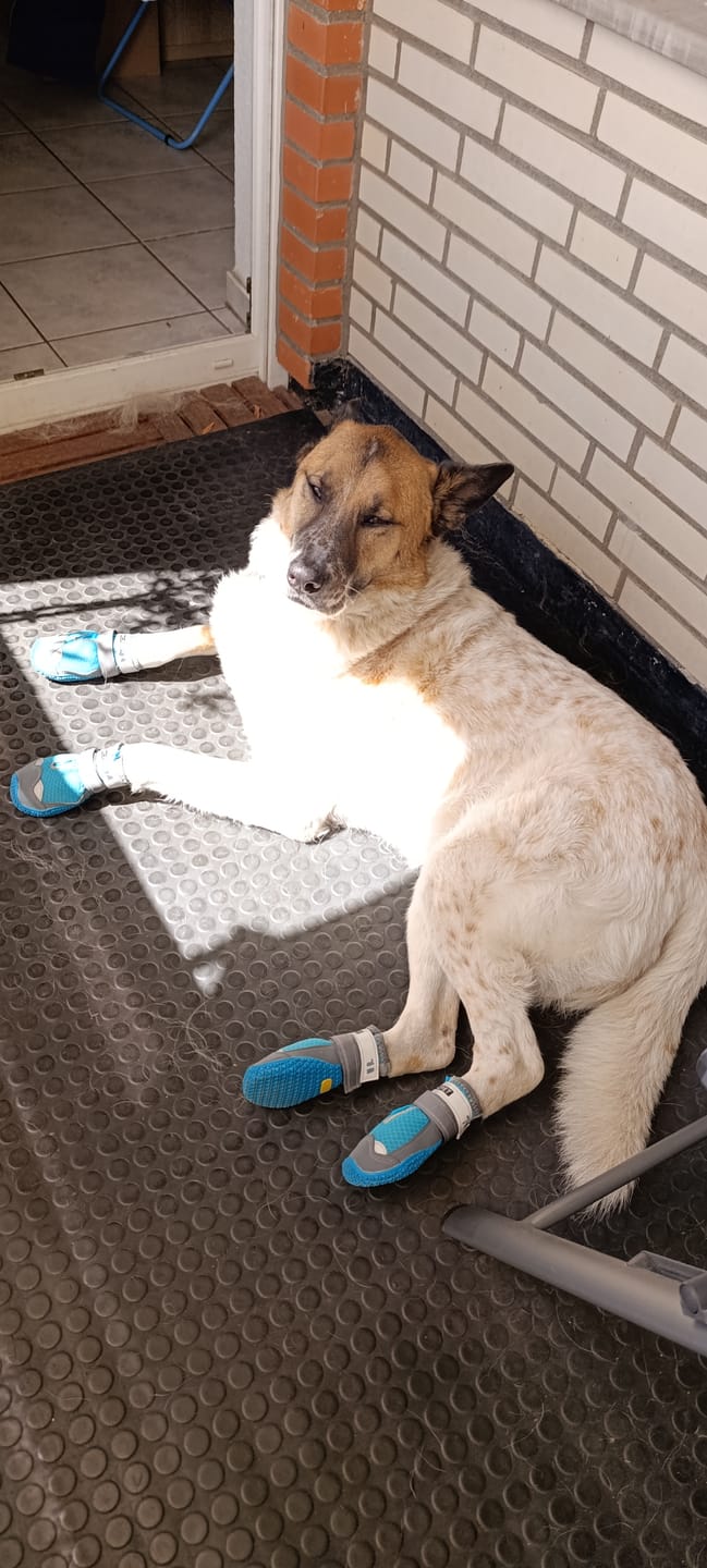 Customer photo review of TruePet Hundeschuhe Sommer | HCPET™-Partnerschaft | Pfotenschutz Heißer Asphalt | 4er Set | Atmungsaktiv & Reflektierend | Anti-Rutsch