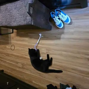 Customer photo review of Cat Chew Rope Toys for Teeth Cleaning