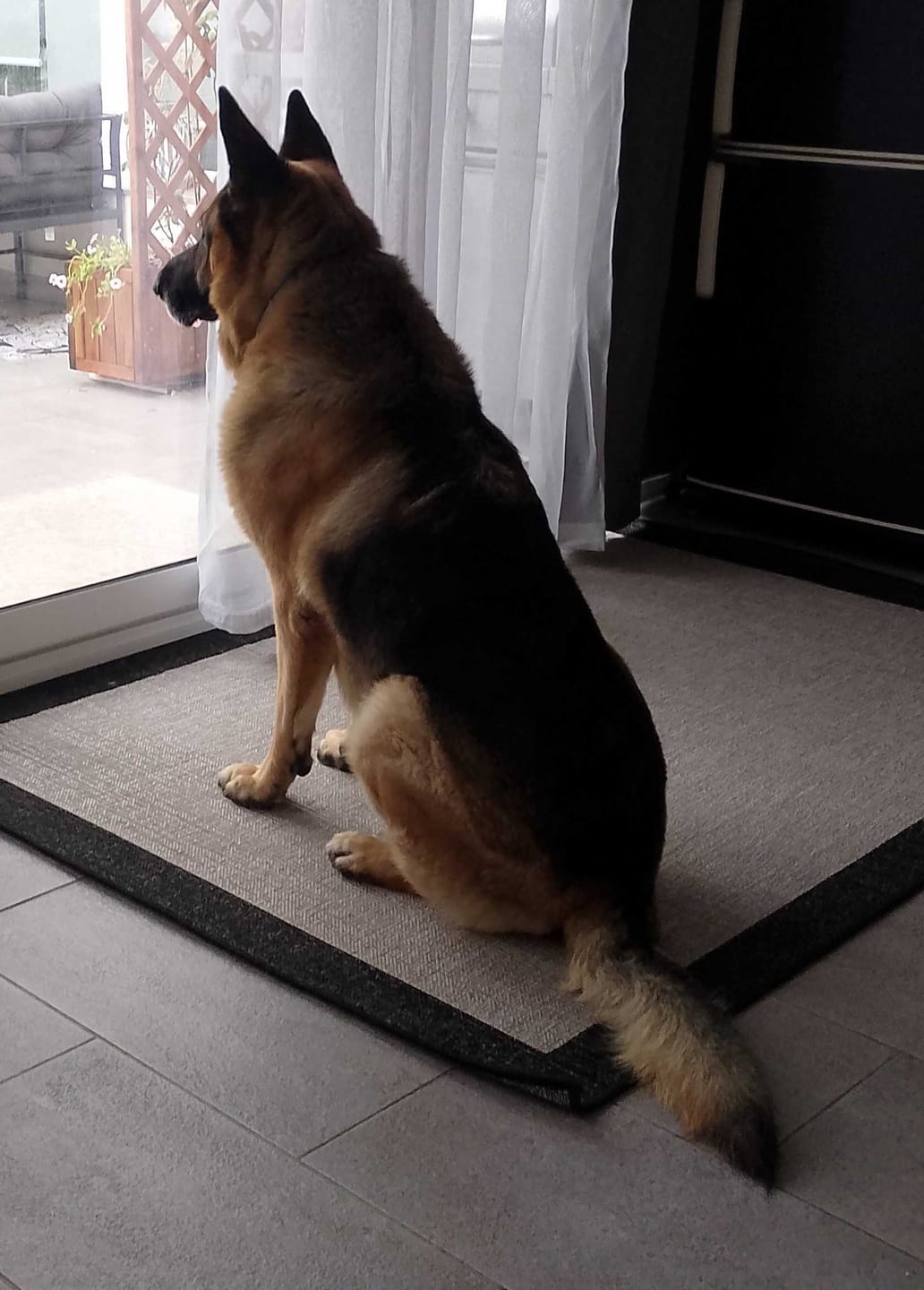 Customer photo review of LEGART POWER 60 cpr - Supporto Articolare Per Cani